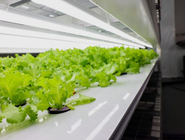 Indoor farming startup chooses J-7 organic pellets cover