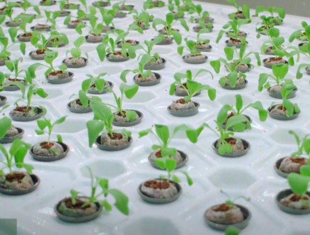 Jiffy Coir Pellets for Sri Lanka’s First Vertical Farm cover