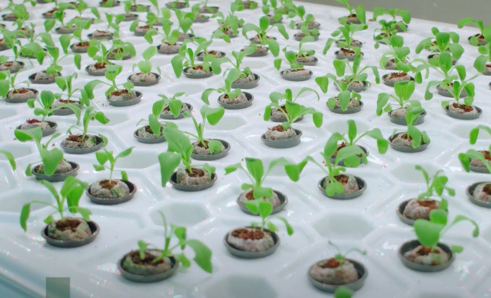 Jiffy Coir Pellets for Sri Lanka’s First Vertical Farm cover