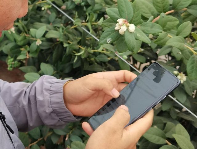 Child on phone with food plantsChina