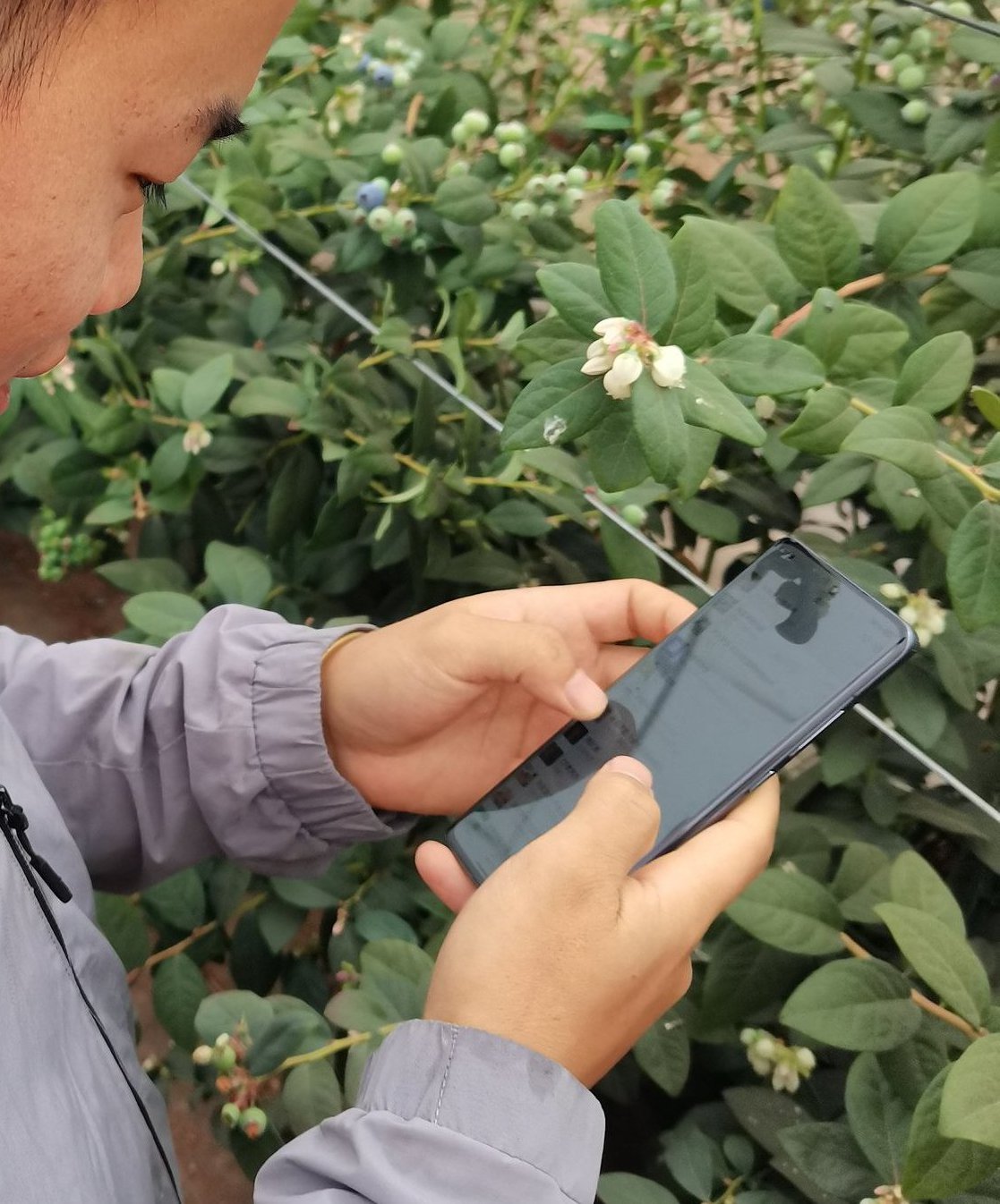 Child on phone with food plantsChina