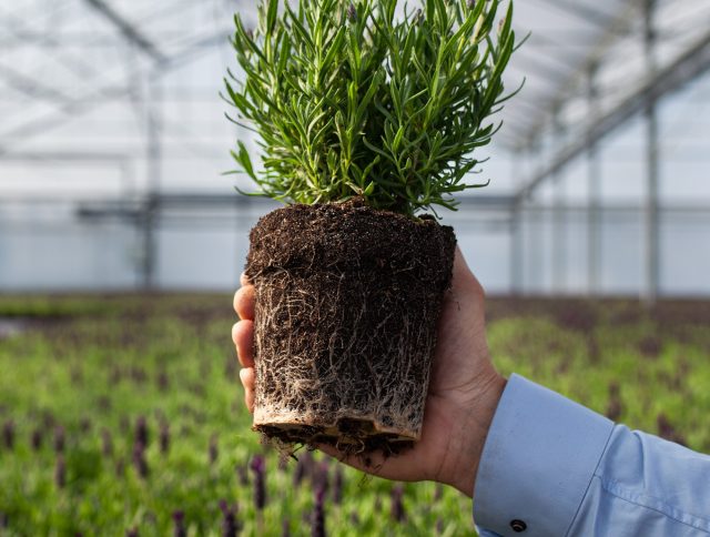 Jiffy Achieves Responsibly Produced Peat Certification for Its Peat Products cover