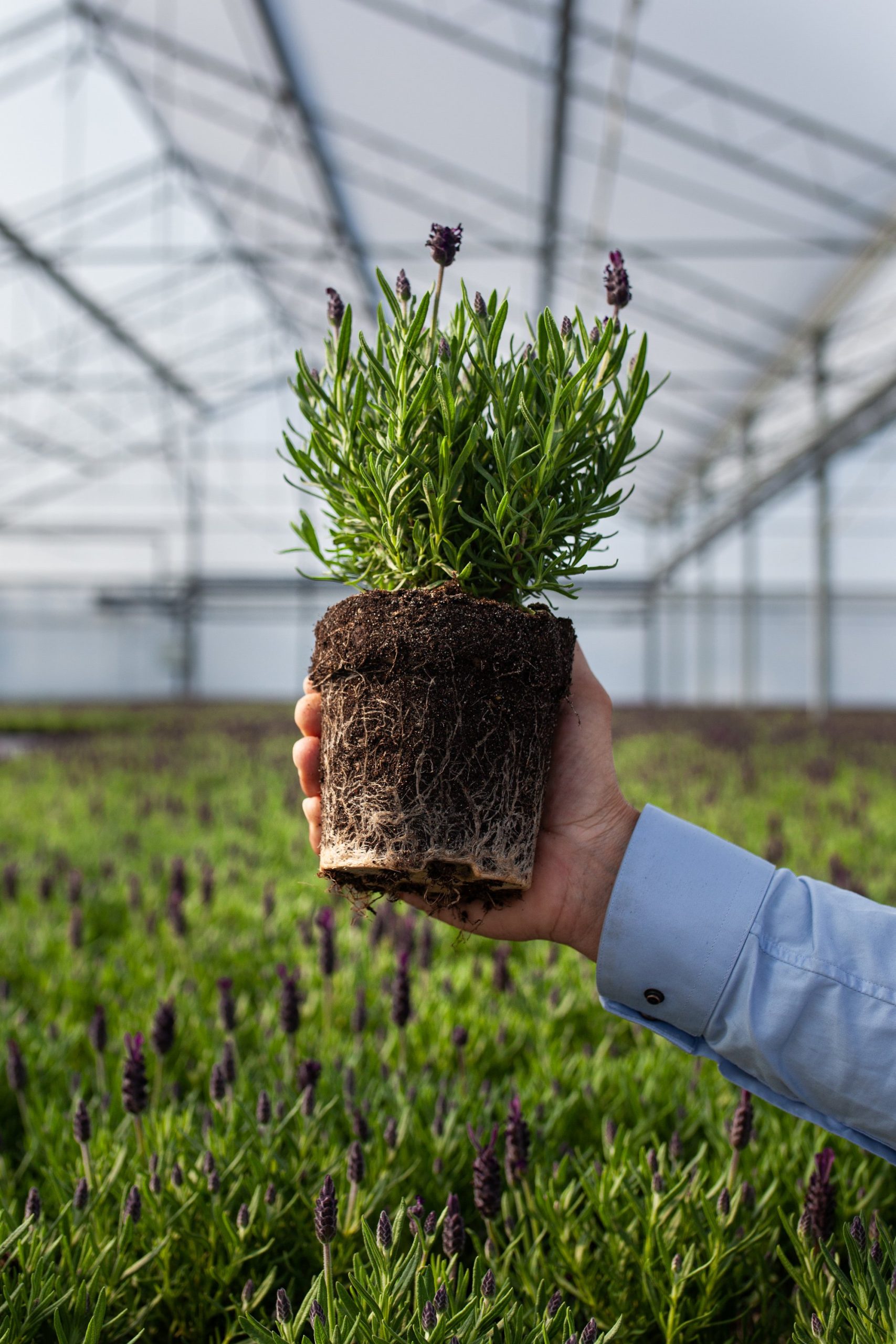 Jiffy Achieves Responsibly Produced Peat Certification for Its Peat Products cover