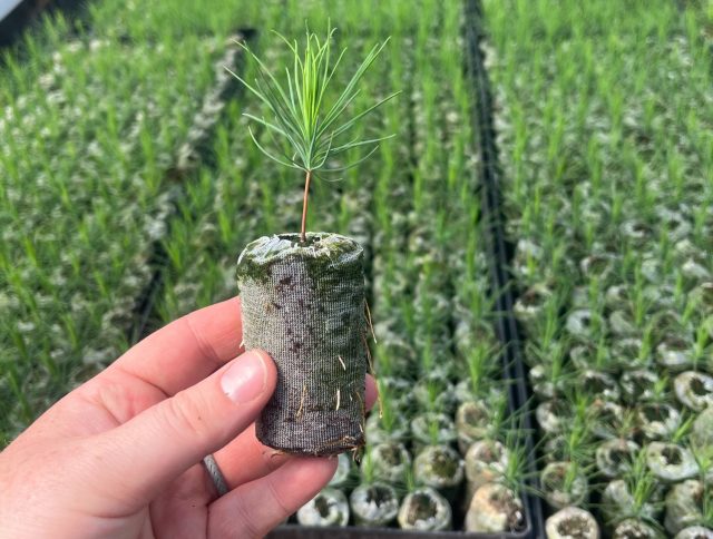 JA hand holding Jiffy pellet for the forestry segment