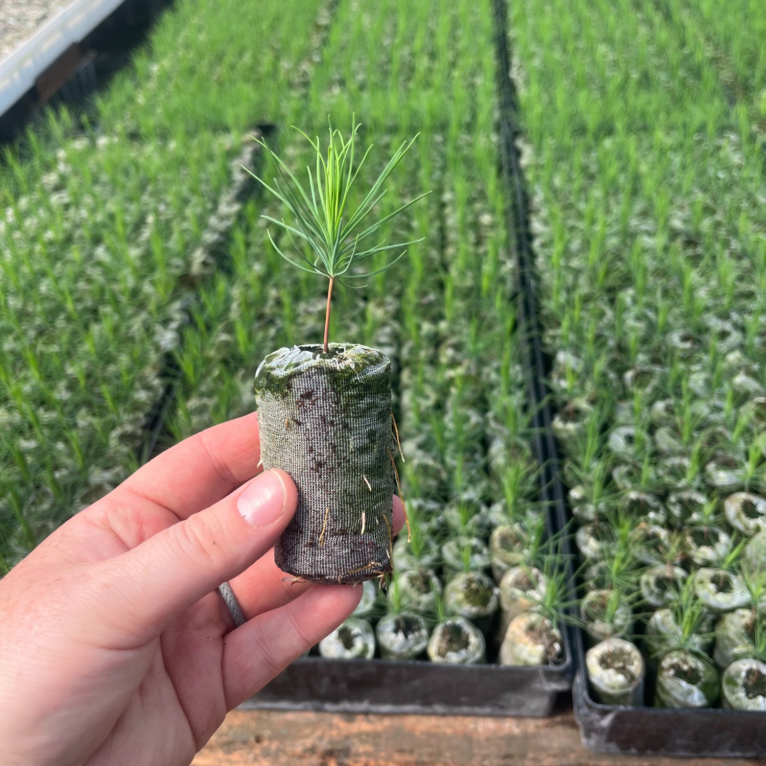 JA hand holding Jiffy pellet for the forestry segment