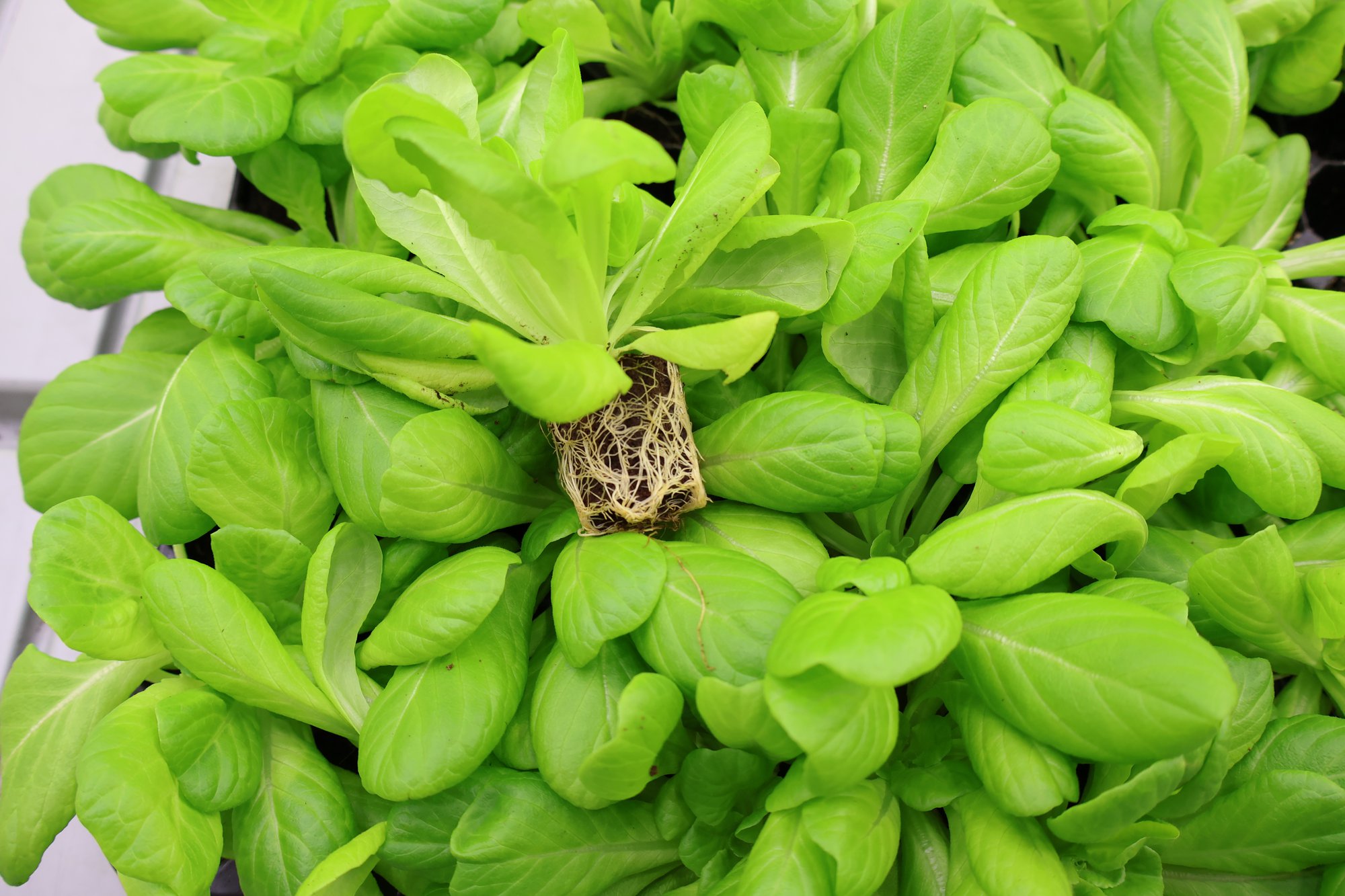 Lettuce grown in Jiffy Pot produced in food safety certified production plant
