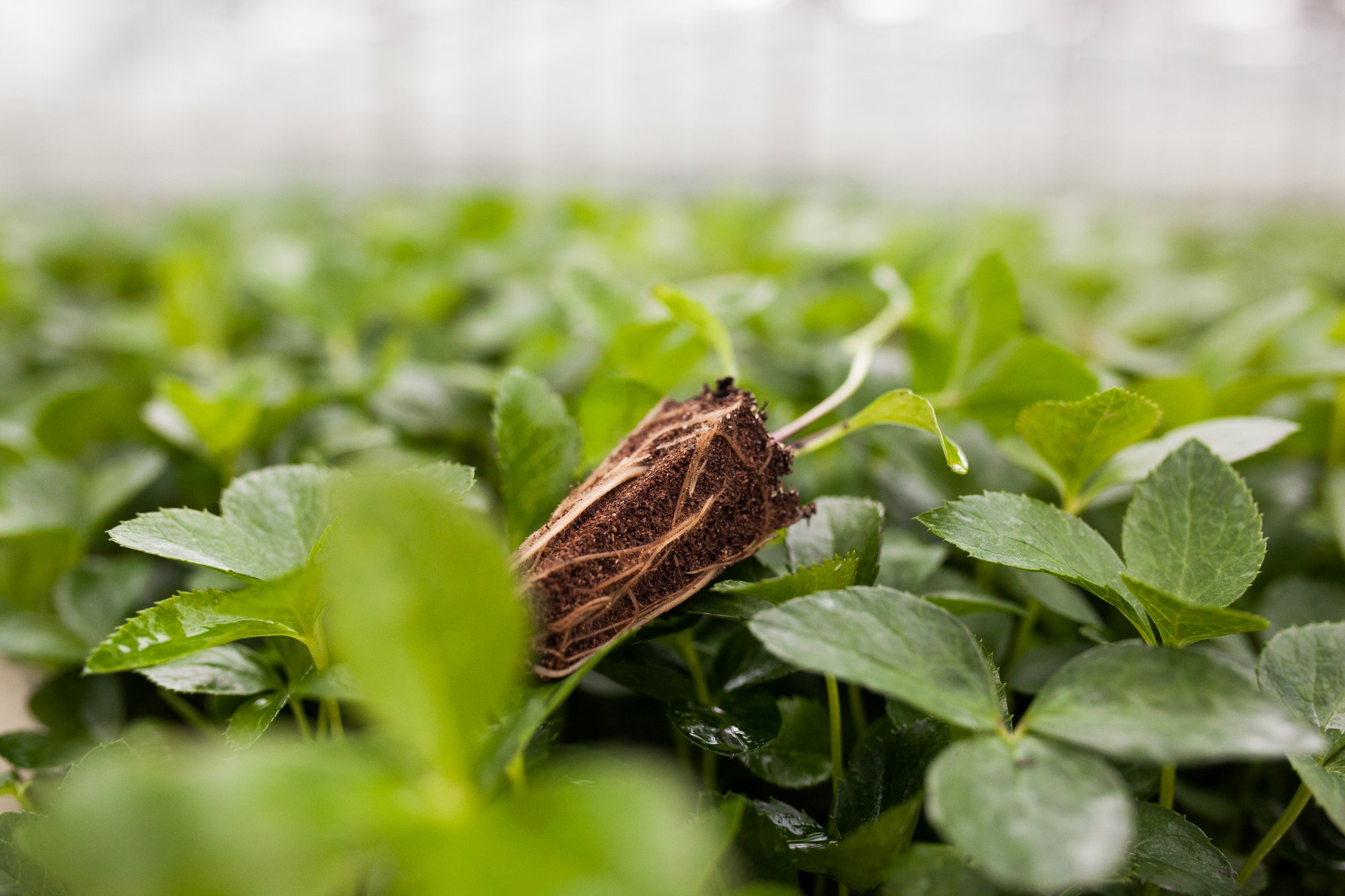 Jiffy Preforma for raspberry