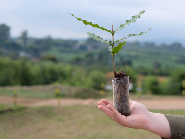 Macadamia micro tree in J-7C Pellet