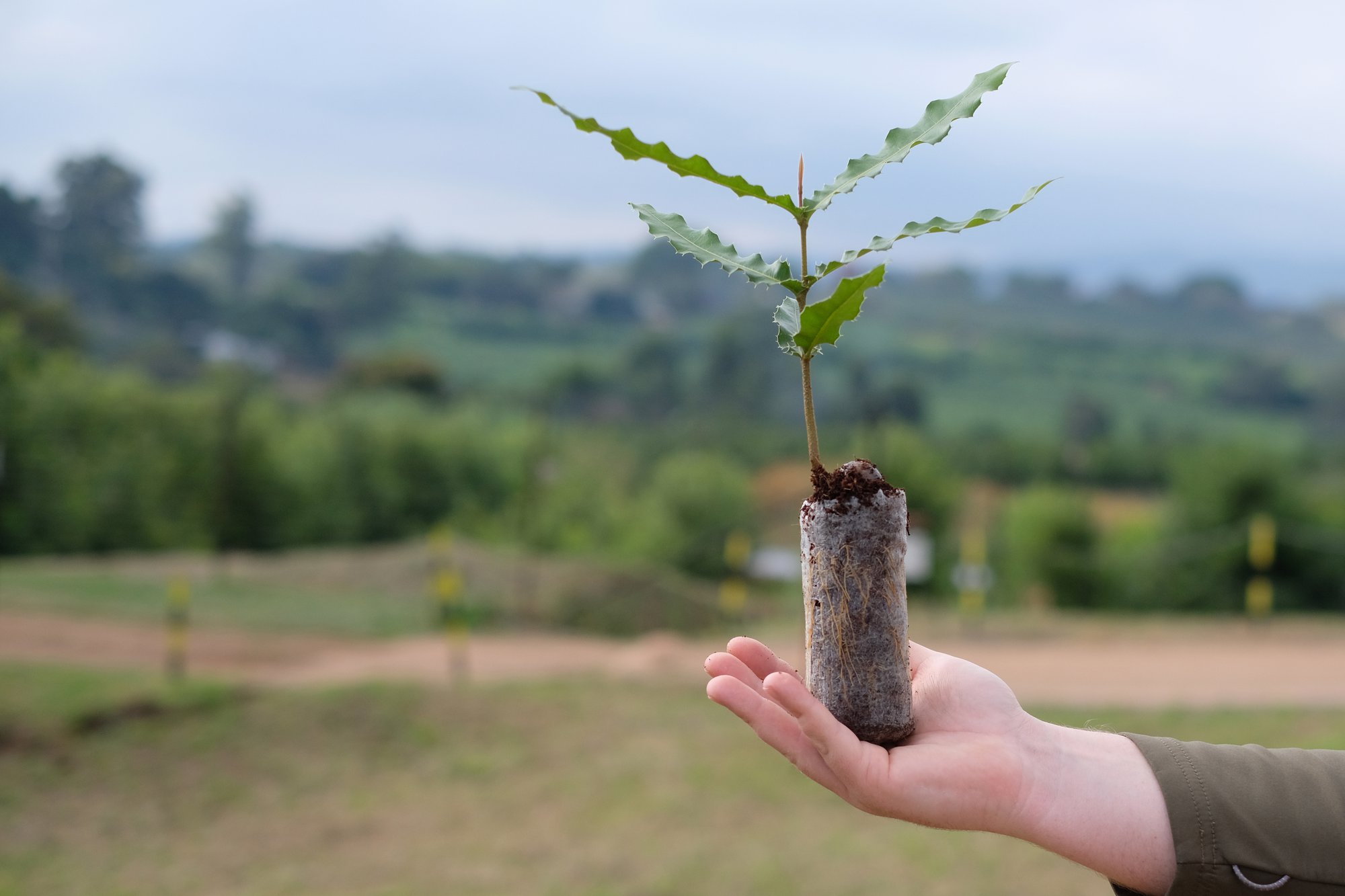 Macadamia micro tree in J-7C Pellet