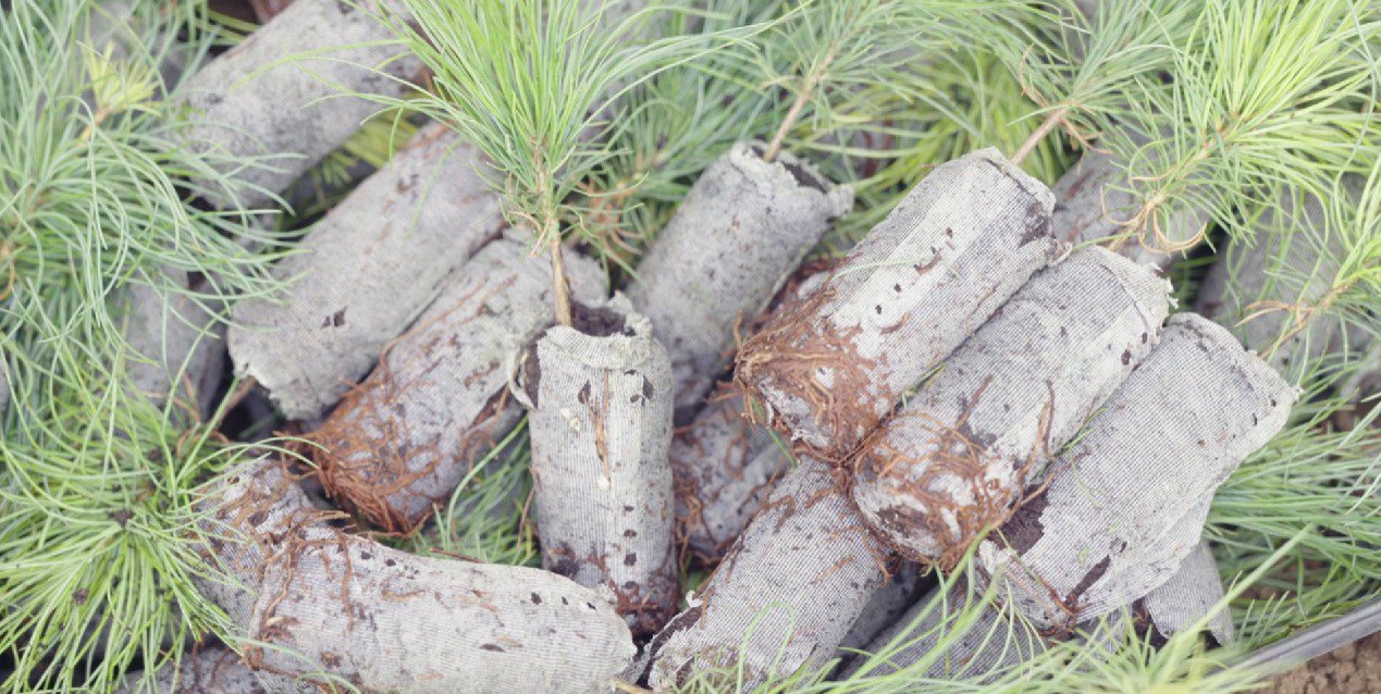 Growing Success: Vans Pines’ Story of High-Quality Trees cover