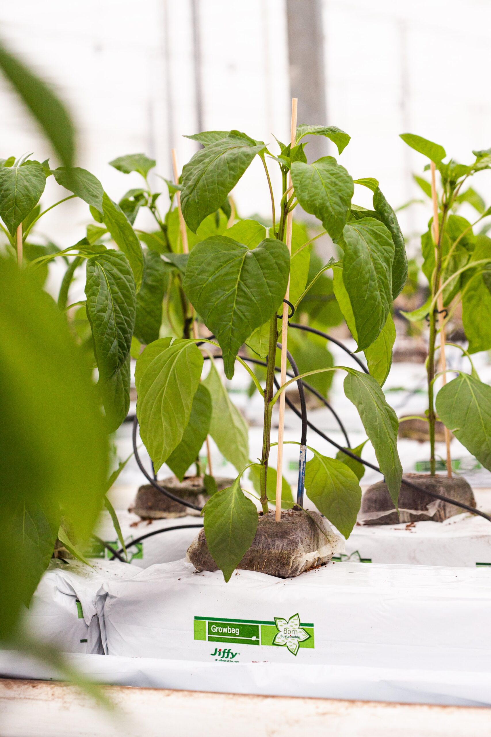 Combining Jiffy products: less time and money. cover