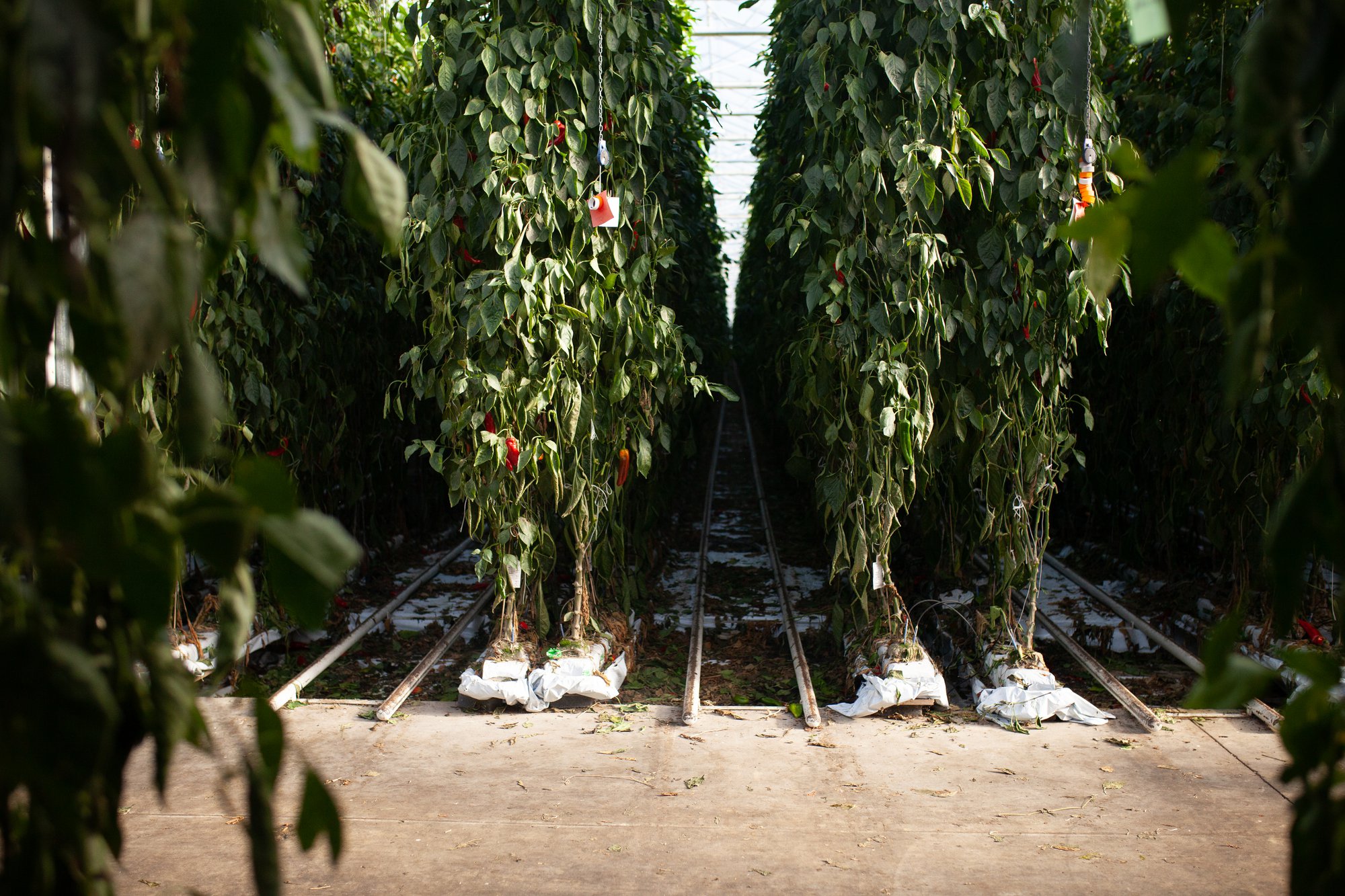 Soilless cultivation: what is it and how can it be used? cover