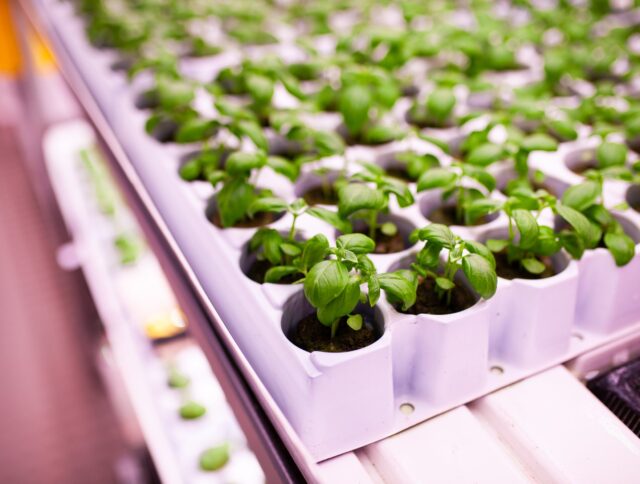 Jiffy-Pellets-Basil-Indoor-Ag