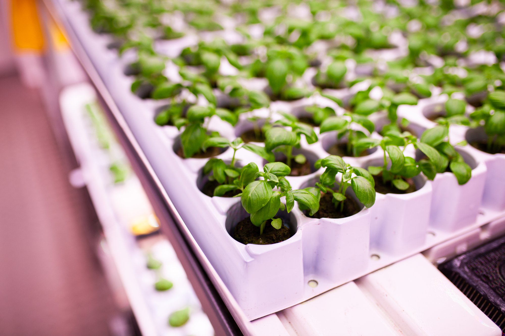 Jiffy-Pellets-Basil-Indoor-Ag