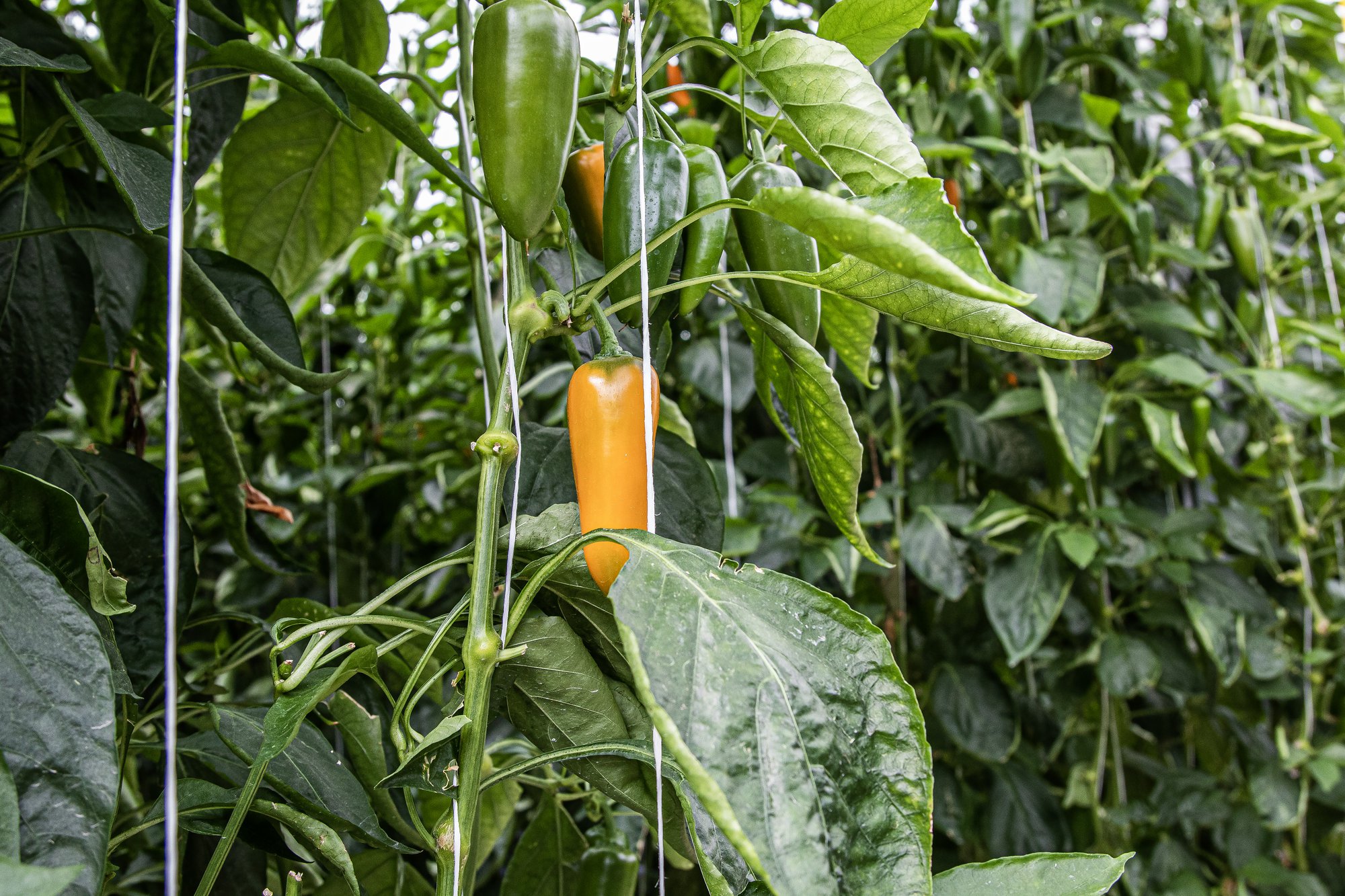 ABC of growing media, find out how to choose the right substrate for your culture cover