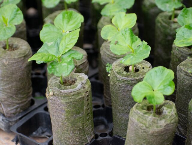 Coffee growing in Jiffy Pellet
