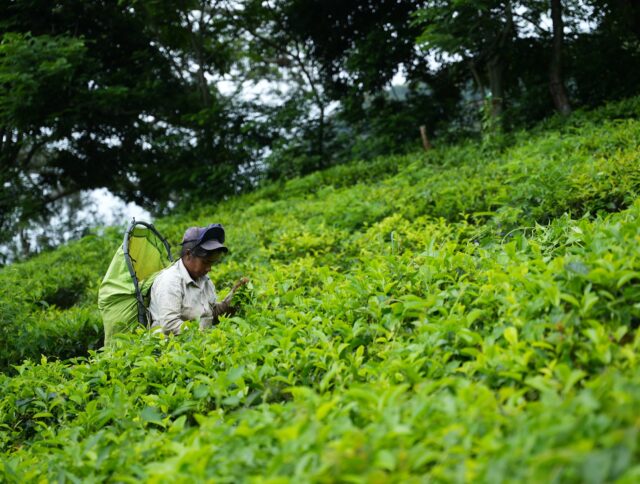 Navigating the Challenges of Tea Cultivation cover