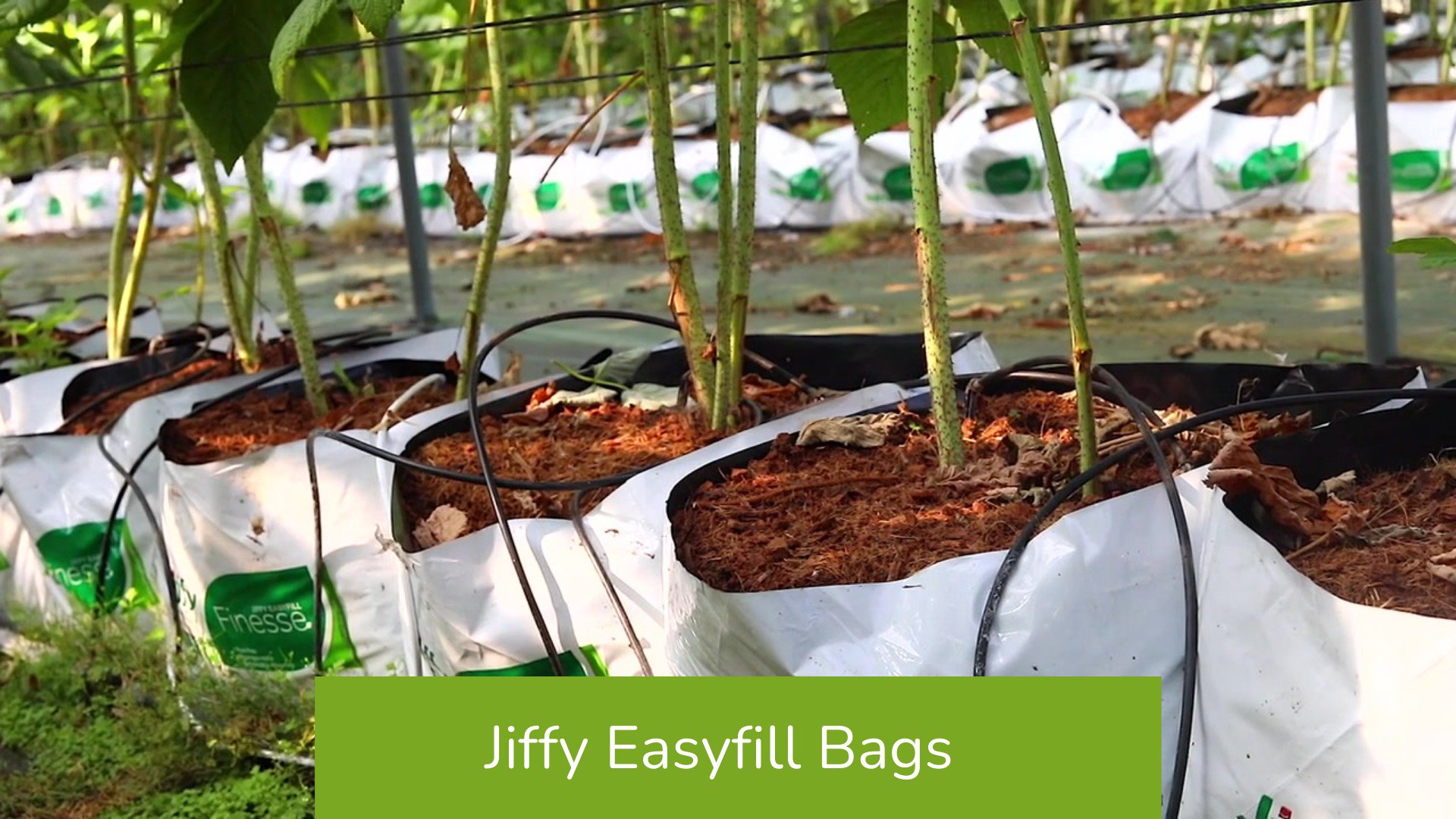 Jiffy EasyFill Growbags Provide Soilless Solutions to Fruit, Vegetable Growers cover