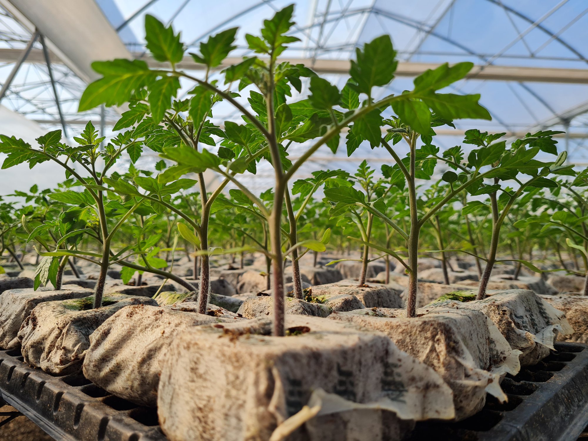 Agricultural pest control: how can Jiffy help? cover