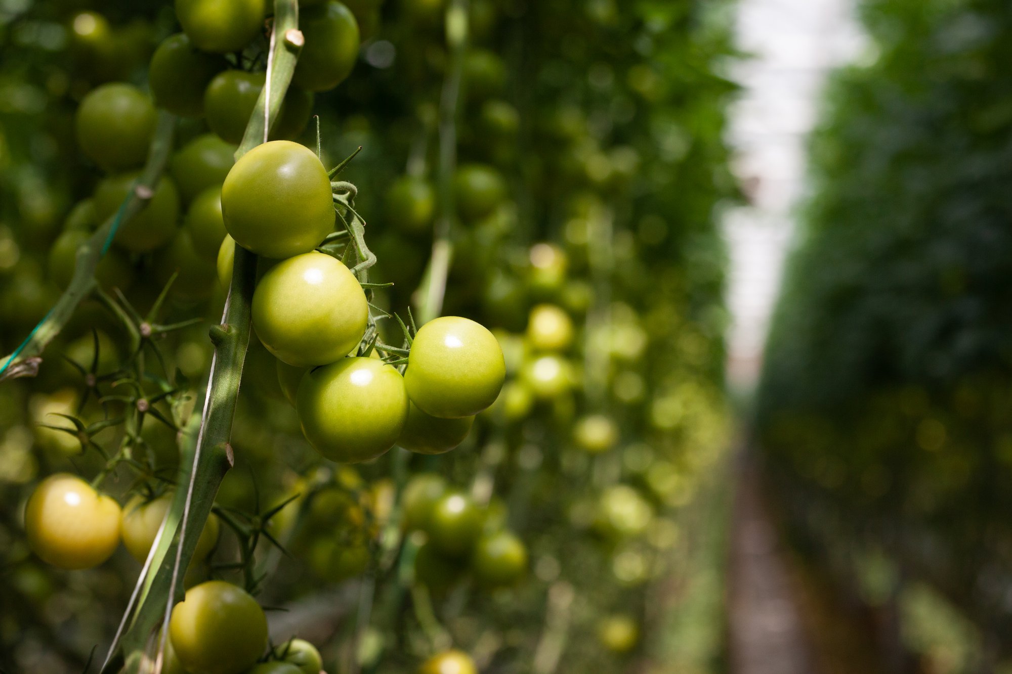 How do I germinate tomato seeds successfully? cover