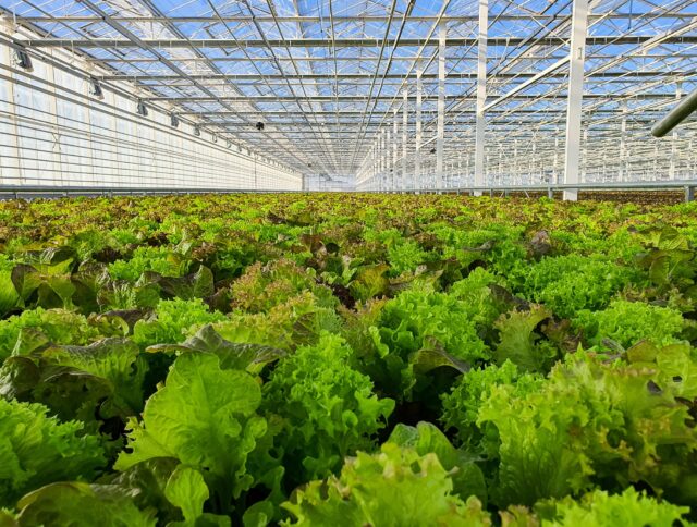Recommendations for lettuce cultivation cover