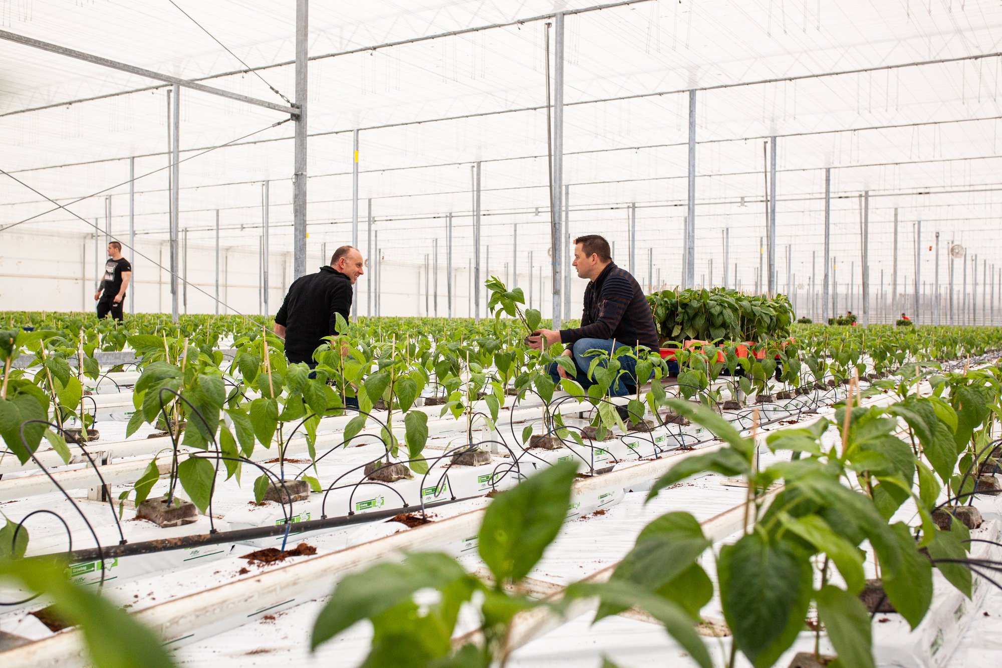 What Are Growblocks and How Do They Work with Jiffy Growbags? cover