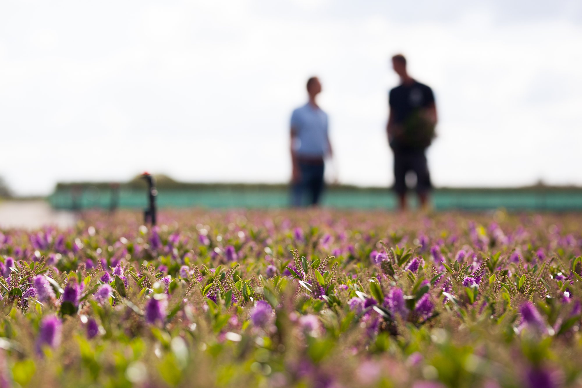 Alex van der Heiden starts as new Regional Sales Manager Benelux at Jiffy cover