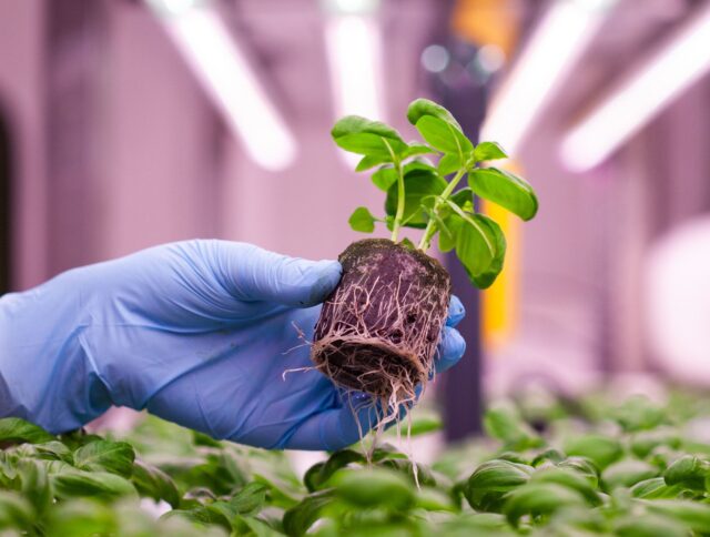Discover the Power of Jiffy: Leading the Way in Hydroponic Growth cover