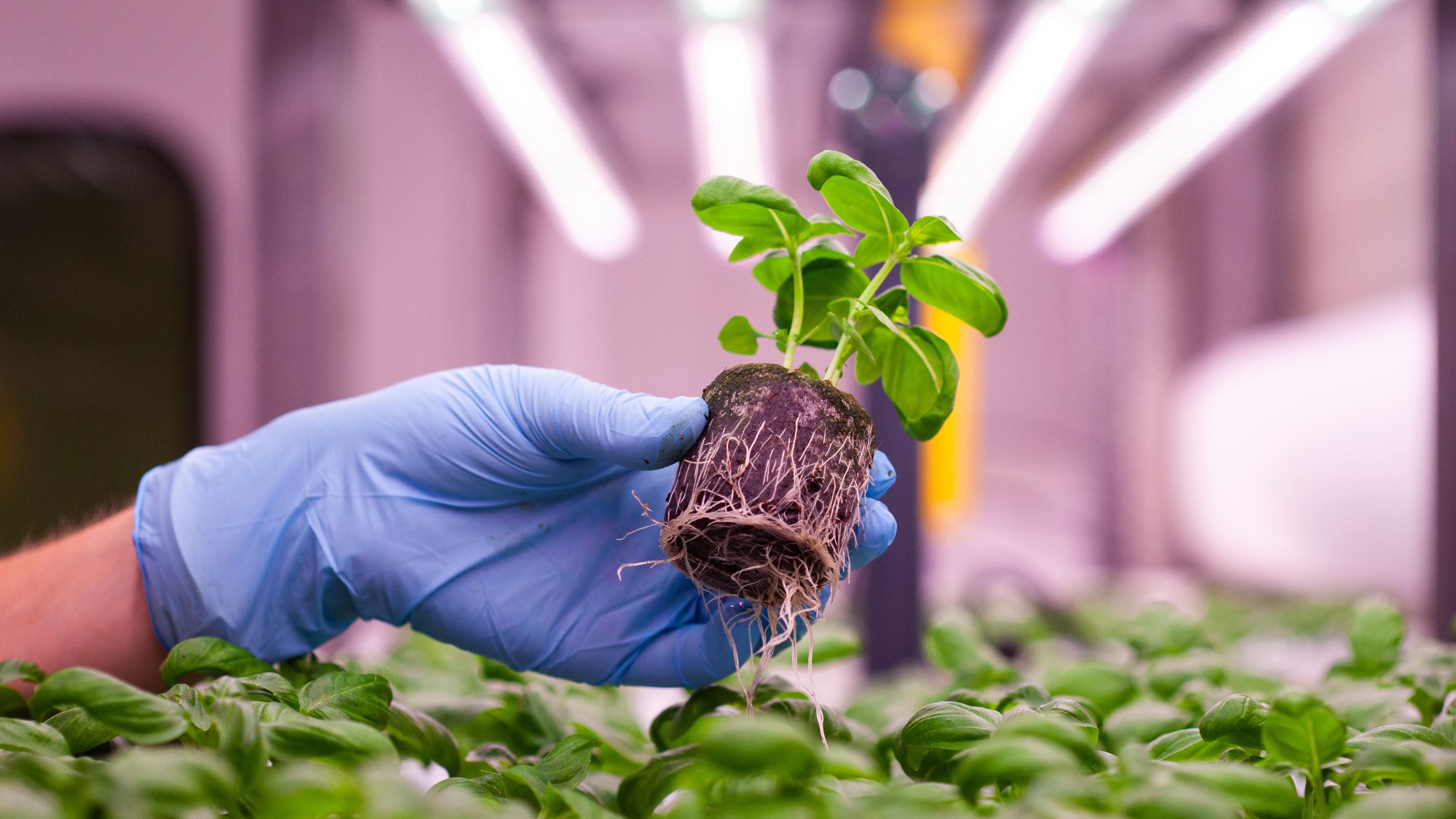 Discover the Power of Jiffy: Leading the Way in Hydroponic Growth cover