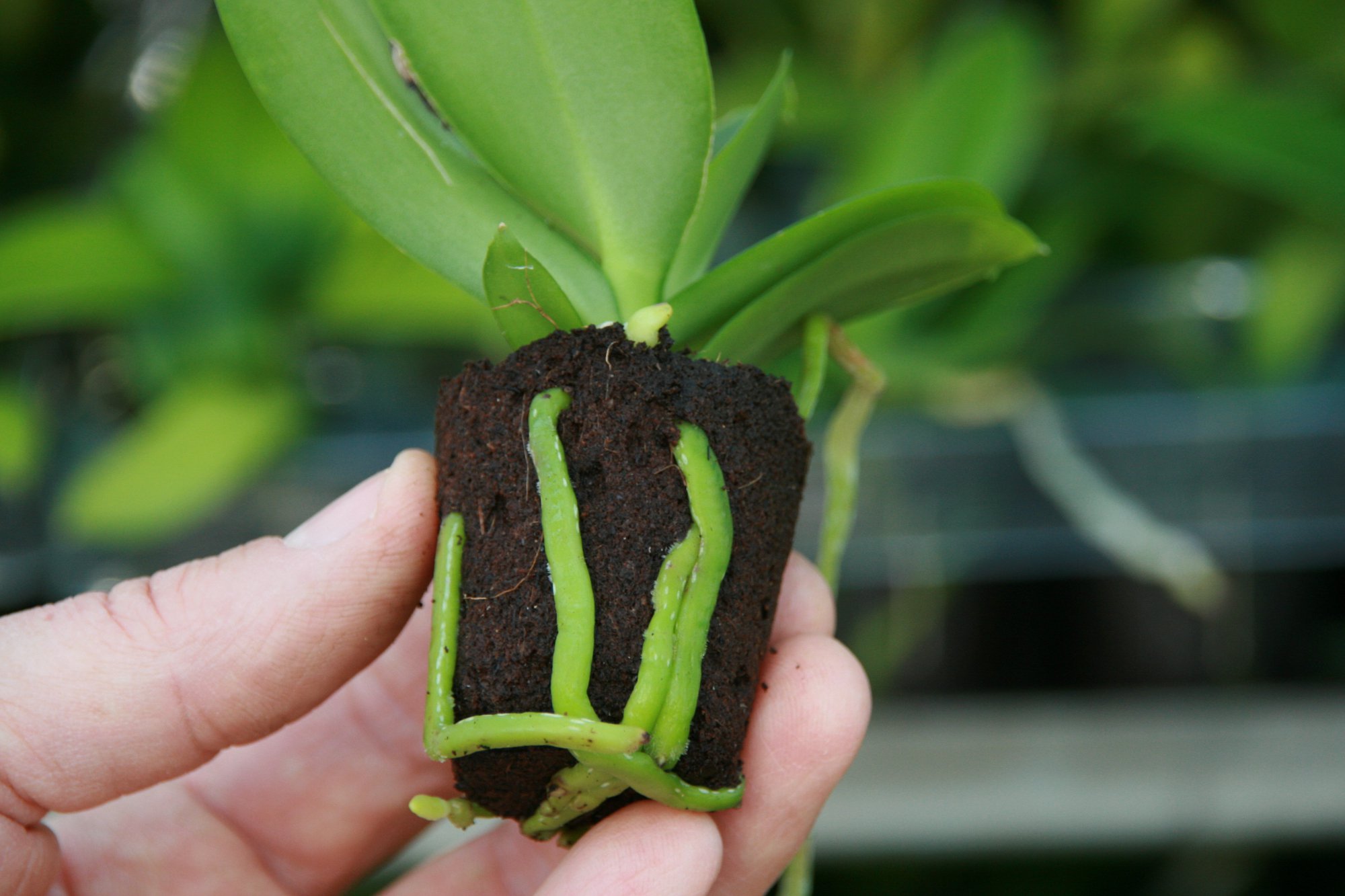 Jiffy Announces Key Strategic Hires to Drive Growth and Enhance Customer Experience with Jiffy Preforma cover