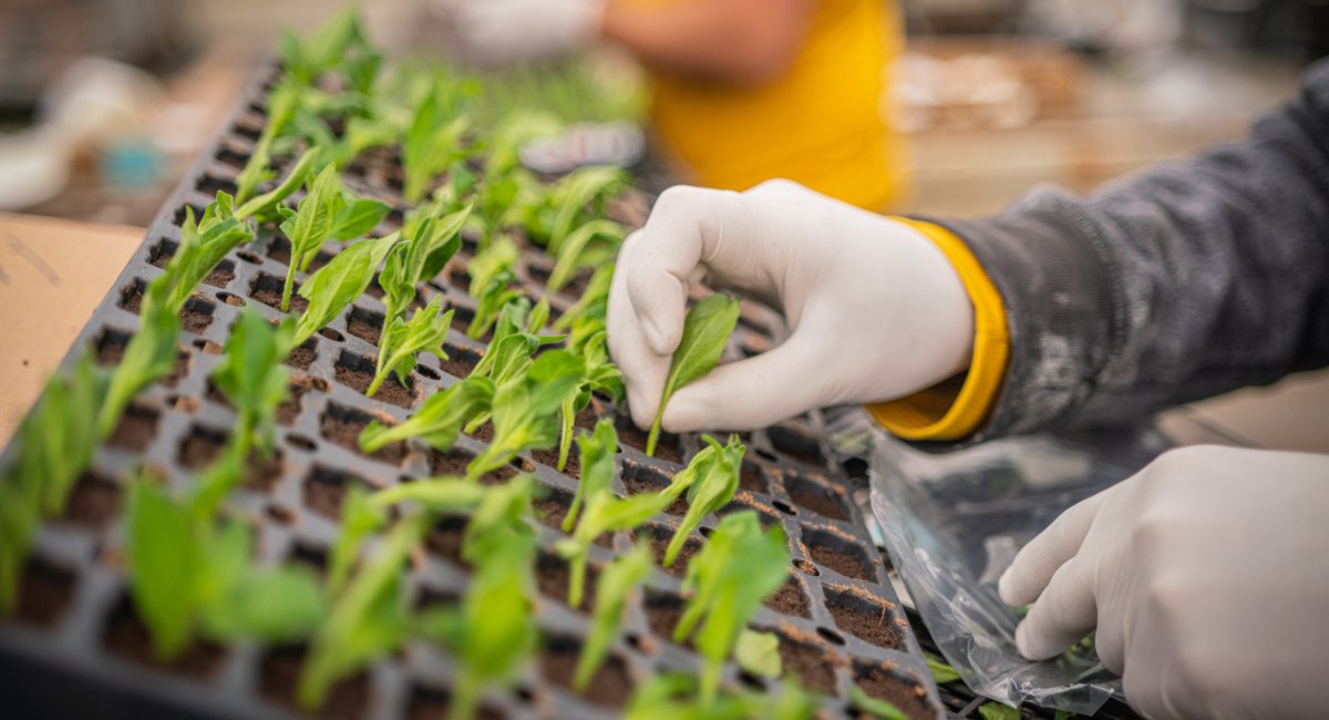 Jiffy Preforma Offers Peace of Mind, No Matter the Crop or Process cover