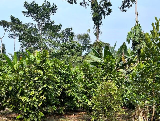 Jiffy and partners committed to reforestation and restoration initiatives cover