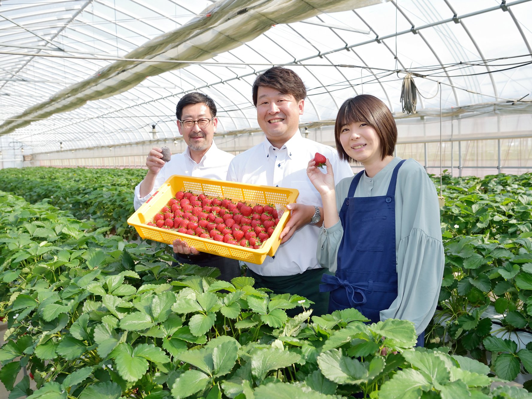 Strawberry Propagation Success with Jiffy Pellets at Torikai-san PYO Farm cover