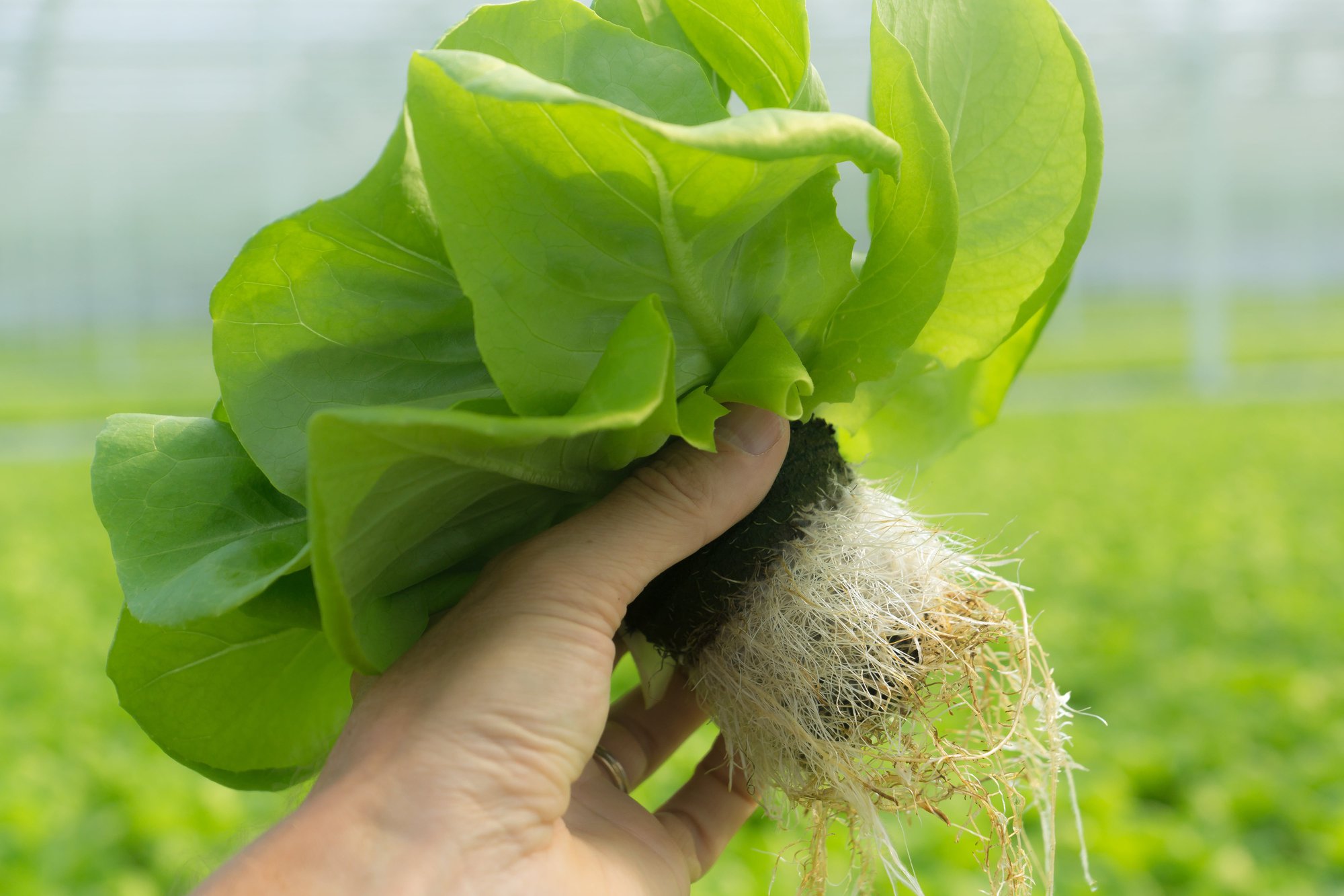 What Does an Effective Substrate Look Like in the Future of CEA? cover