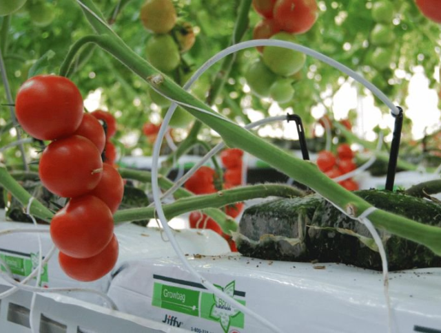 Peat-Free Jiffy Growbags Help Soilless Fruit and Vegetable Growers Reach Higher Yields Sustainably cover