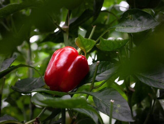 How Jiffy Is Committed to Food Safety in 2024 cover