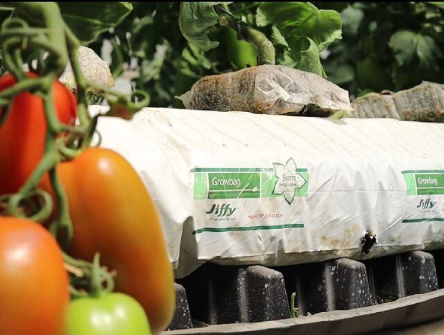 How Jiffy’s Growbags Support Best-in-Class Tomatoes in Colombia cover