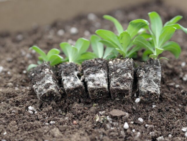 Jiffy TPS Substrate Ensures Success for Young Plant Propagator Shanghai Yuanyi cover