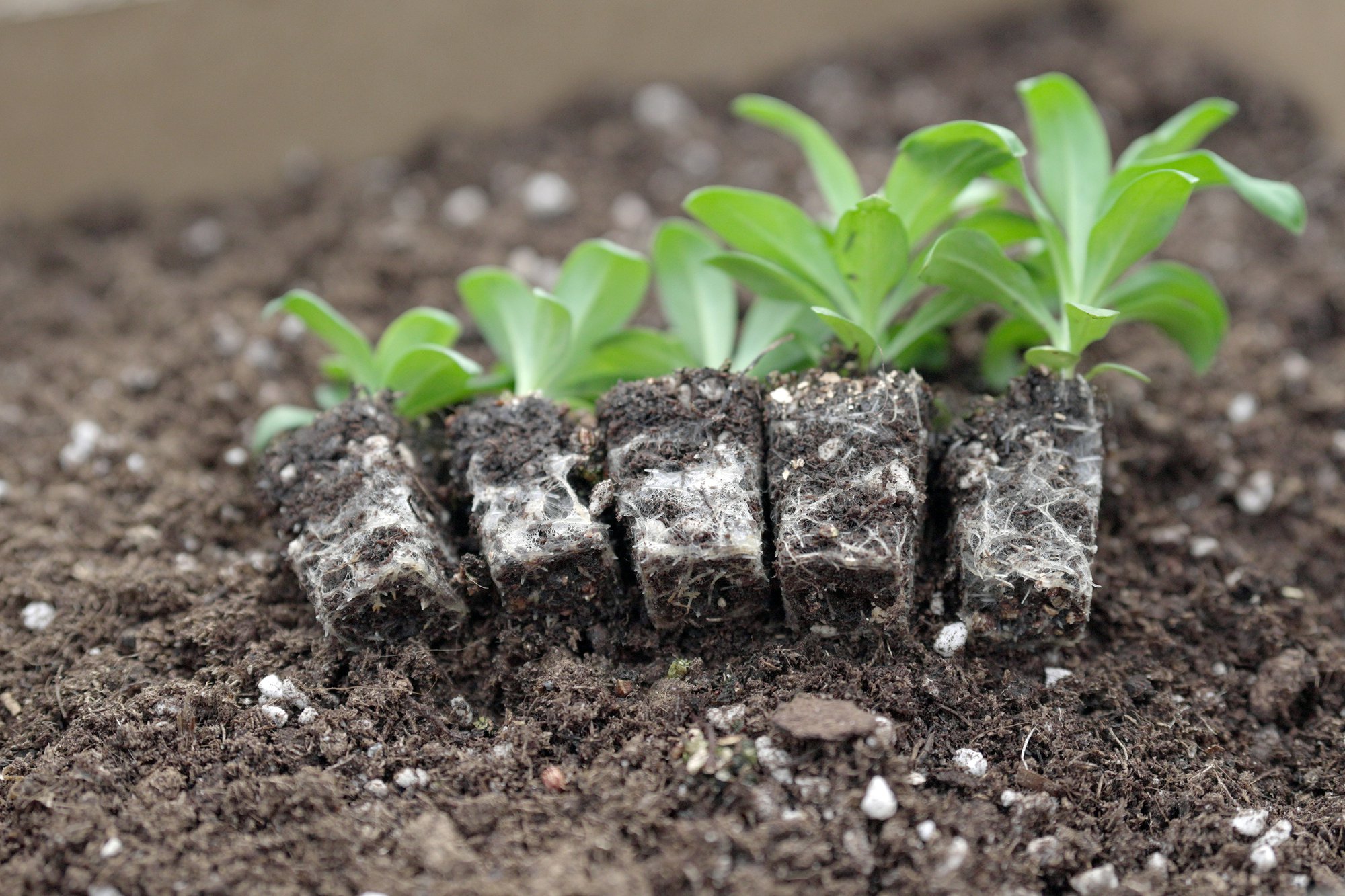 Jiffy TPS Substrate Ensures Success for Young Plant Propagator Shanghai Yuanyi cover