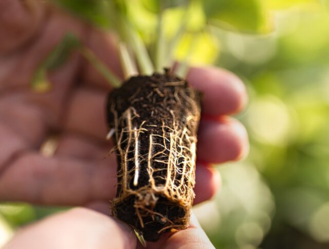 Jiffy Peat-free Preforma Plugs Turn Denis-Plants’ Ambition into Reality cover