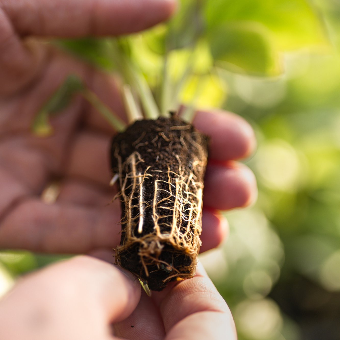 Jiffy Peat-free Preforma Plugs Turn Denis-Plants’ Ambition into Reality cover