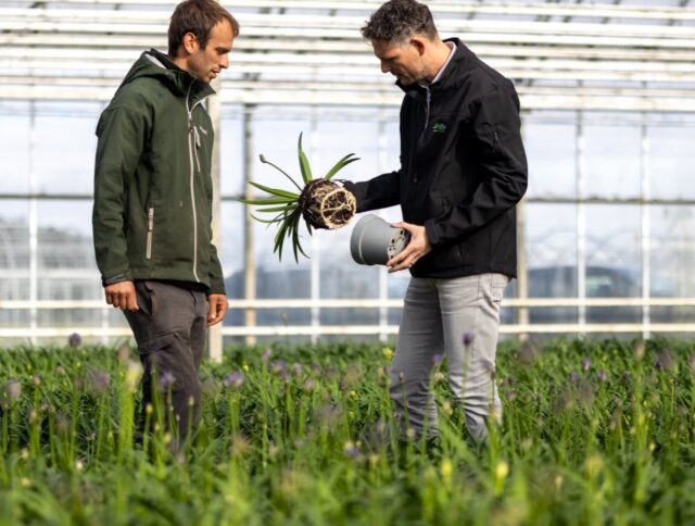 Plant Grower Leybaert Achieves Good Results with Plug in Plug System cover