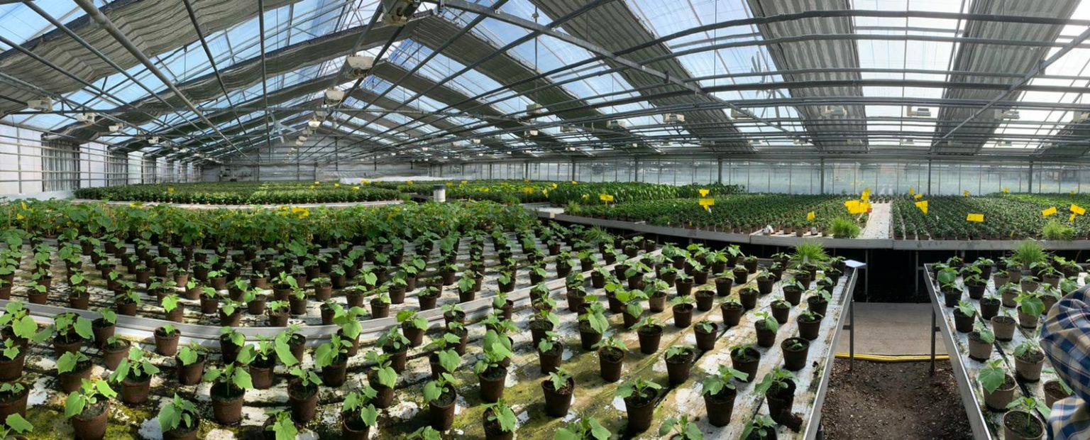 Pots A variety of options for your plants Jiffy Group