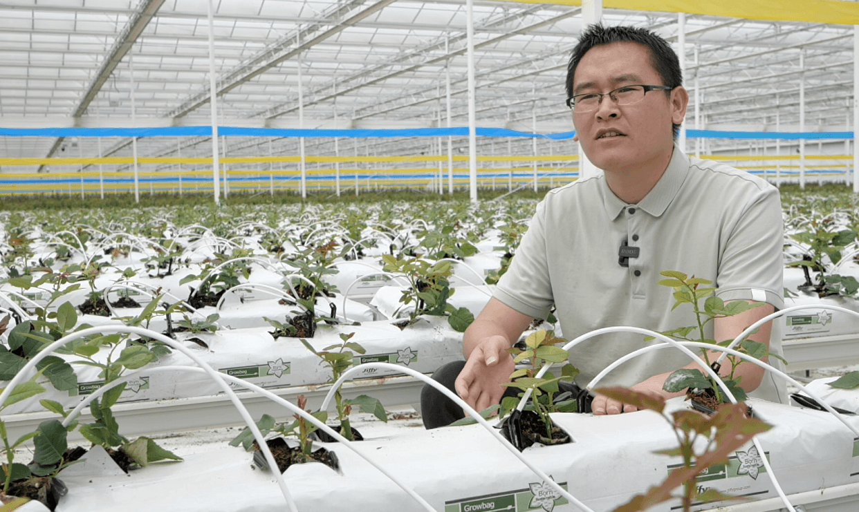 Jiffy Growbag Boosts Yields for China Cut Flower Grower cover