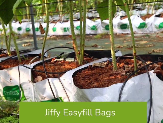 Jiffy EasyFill Growbags Provide Soilless Solutions to Fruit, Vegetable Growers cover
