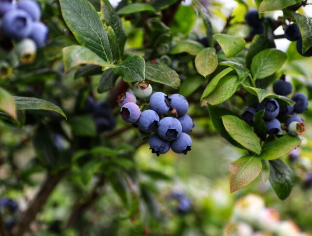 Learn about the characteristics of the blueberry cover