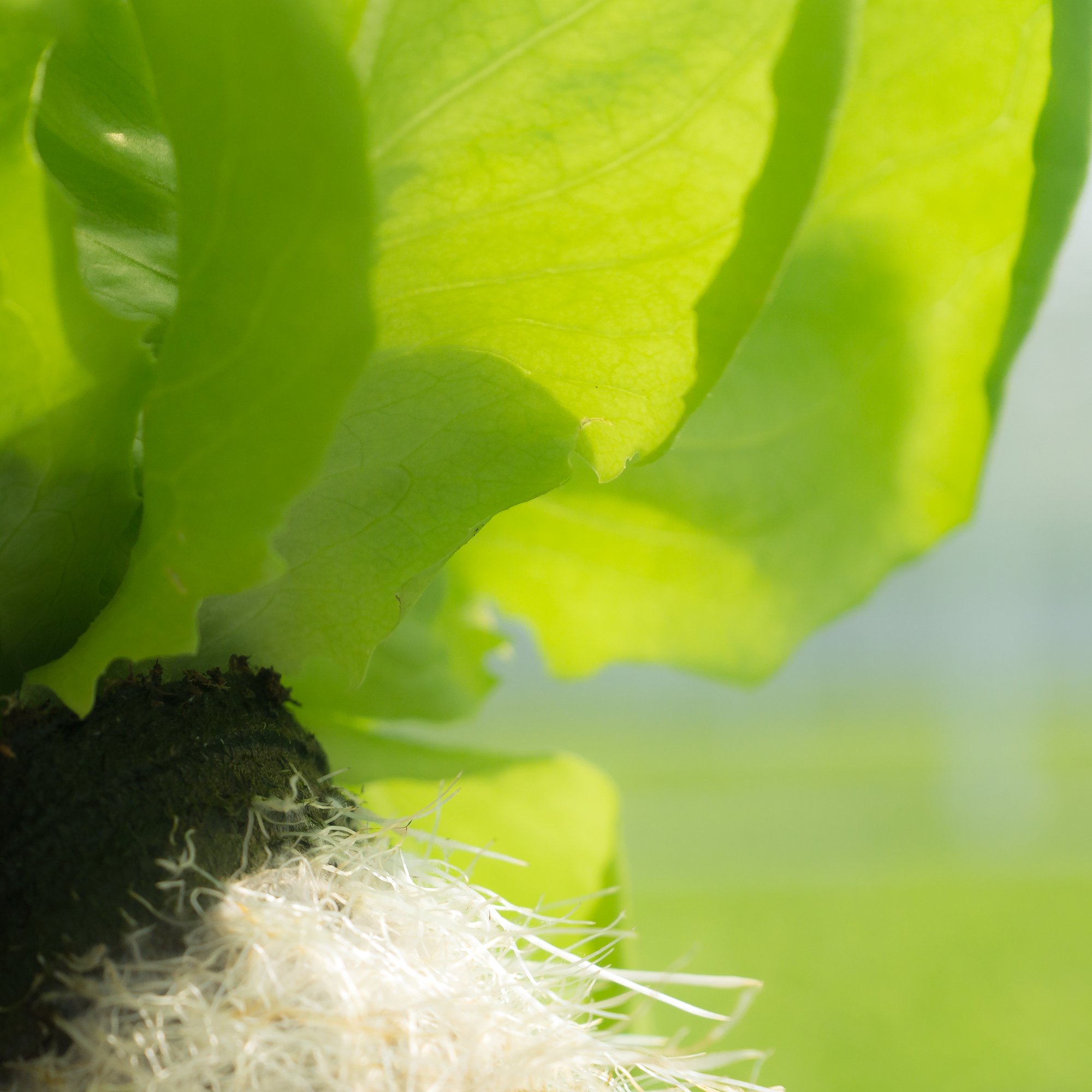 Jiffy hydroponic pot for herbs and vegetables cover