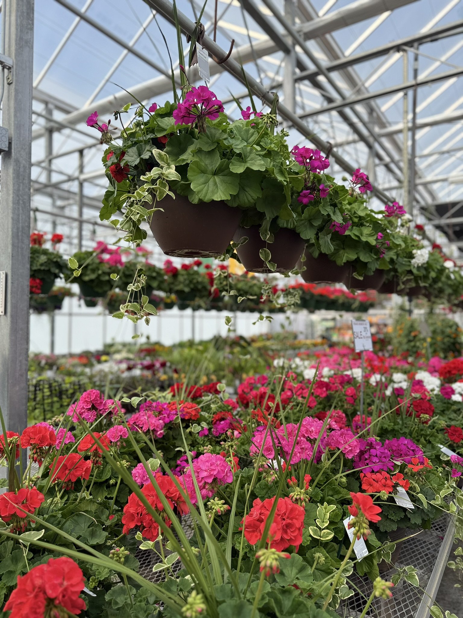 Growing for Mother’s Day: How Wagners and Jiffy Prepare for One of the Flower Industry’s Biggest Moments cover