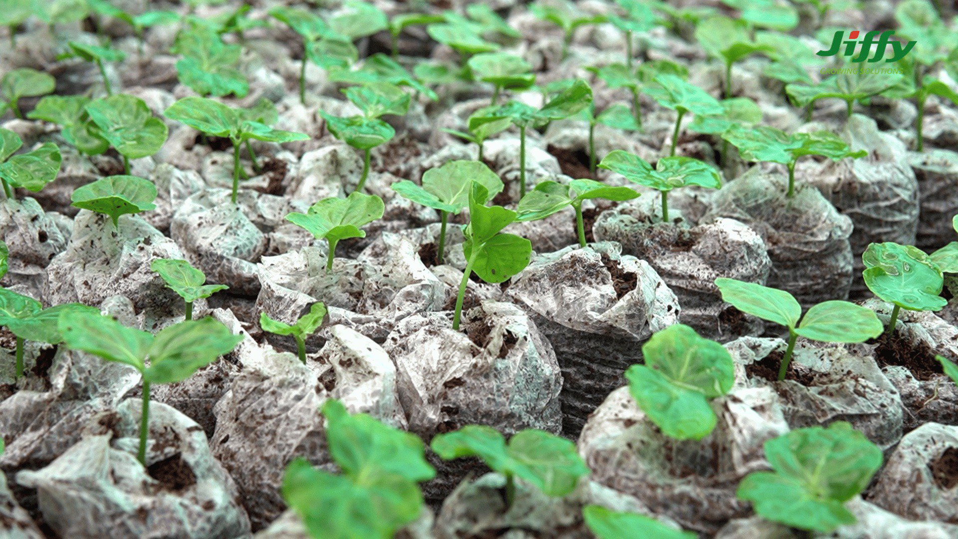 Restoring the Tropical Dry Forest: The Experience of the Río Cauca Research Center with Jiffy Pellets cover