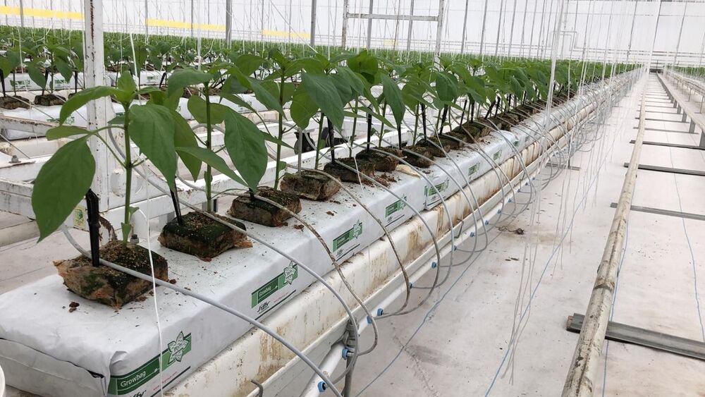 Why More Growers Are Switching to Coir Blocks for Propagation—And Seeing Results cover